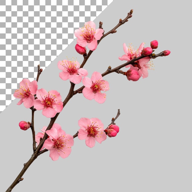 Schöne rosa Pflaumenblütenzweige vor einem durchsichtigen Hintergrund