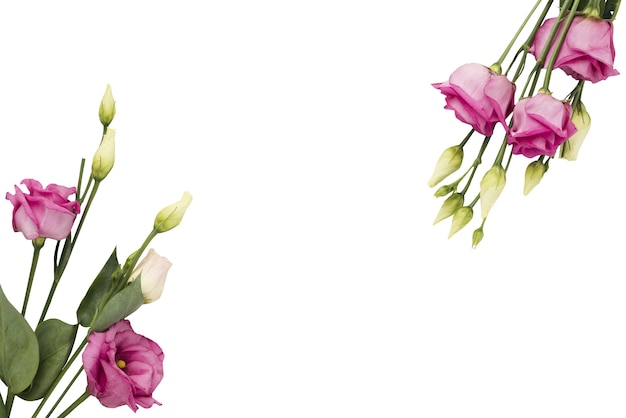 Schöne Rosen Dekoration isoliert