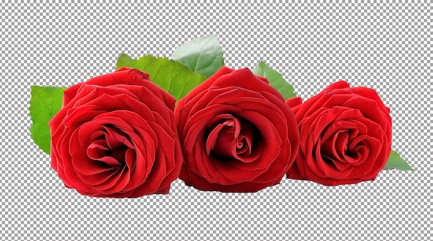 Schöne rote rose mit blättern auf weißem hintergrund