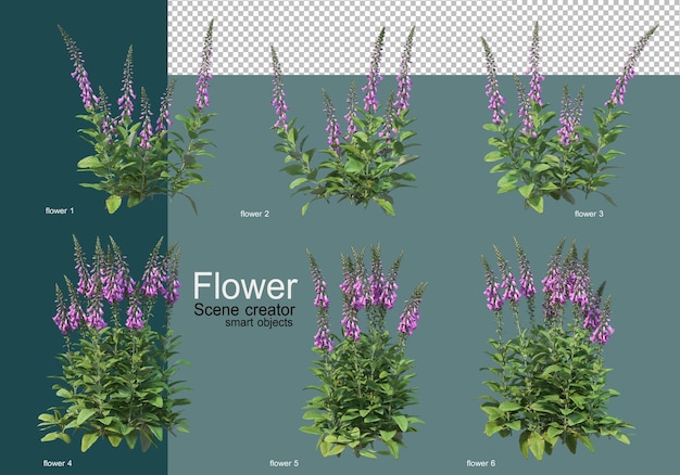 Schöne verschiedene Arten von Blumen