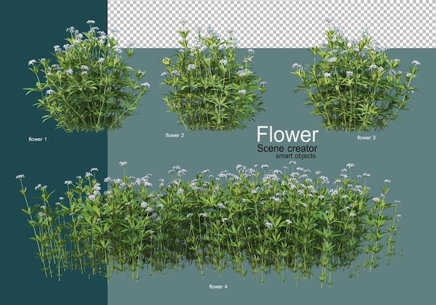 Schöne verschiedene Arten von Blumen
