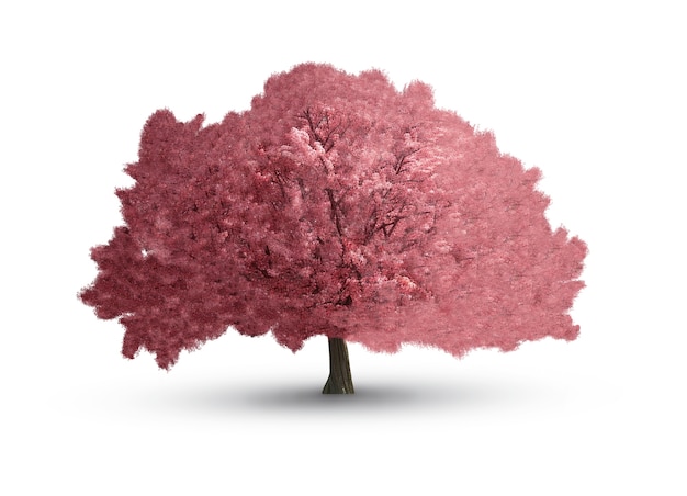 Schöner Baum isoliert