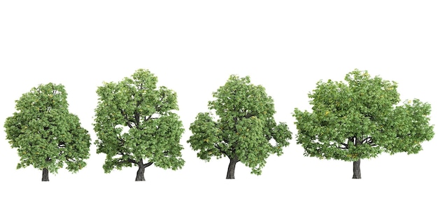 Schöner Baum realistisch auf einem transparenten Hintergrund von oben aus