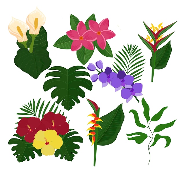 Schönes Konzept für tropische Blumenpflanzen