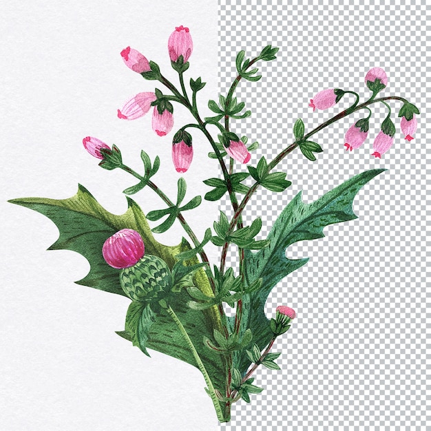 Schottisches Distel- und Heidebouquet. Aquarellzusammensetzung der traditionellen symbolischen schottischen Pflanze. Grüne und magentafarbene Farben, Dekorationen für Grüße und Einladungen