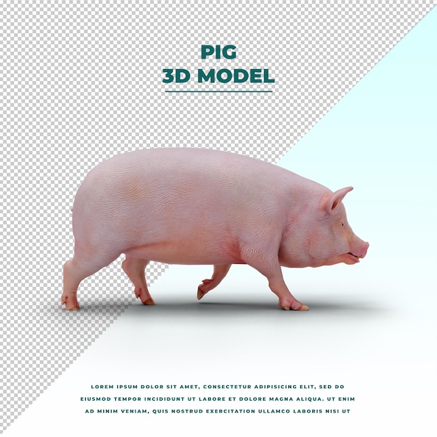 Schweine isoliert