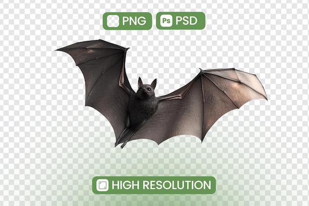 Scopri il maestoso volo dei pipistrelli File PNG e PSD in alta risoluzione disponibili per il download Perfetti per progetti di progettazione grafica e appassionati di natura Esplora le meraviglie della fauna selvatica notturna