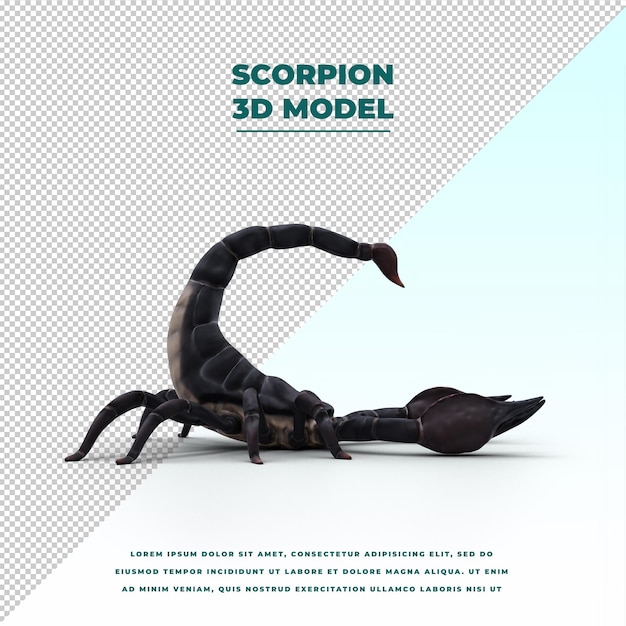 Scorpion isolated