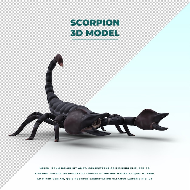 Scorpione isolato