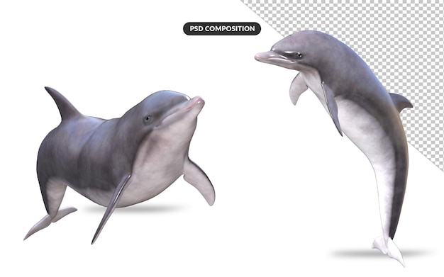 PSD sea dolphin 3d-modell-rendering