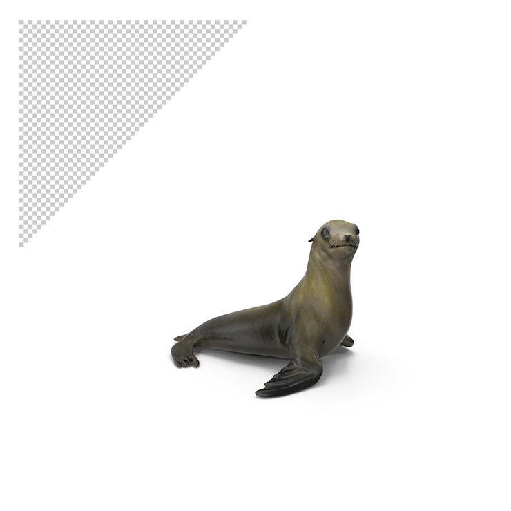 PSD sea lion png