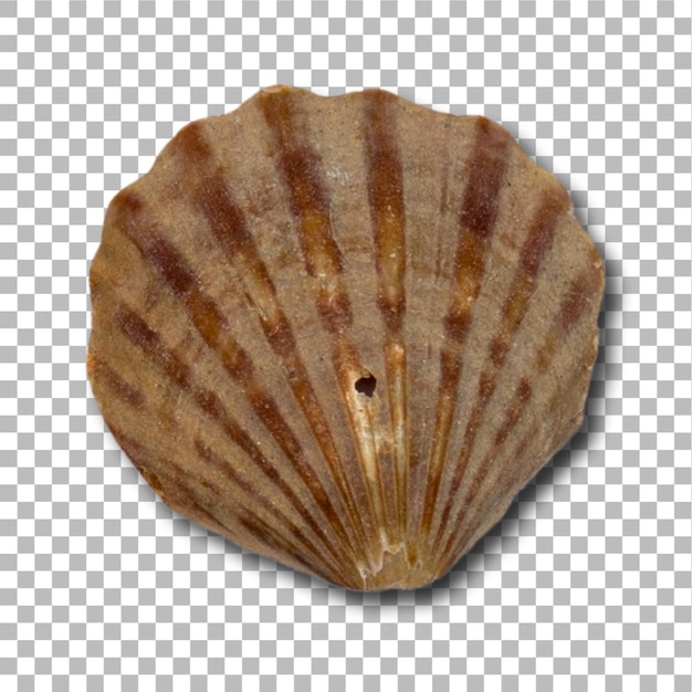 Sea shells isolated on plain background element can be used for design project