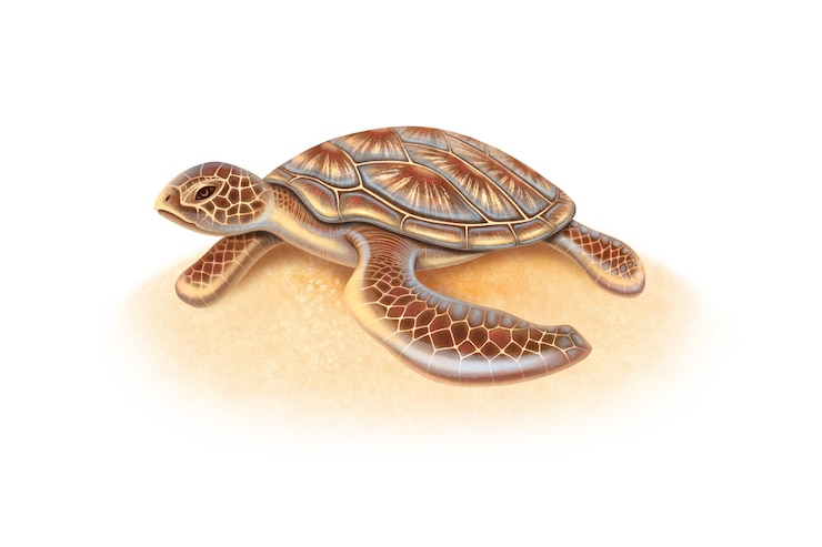 PSD sea turtle on the sand on white background