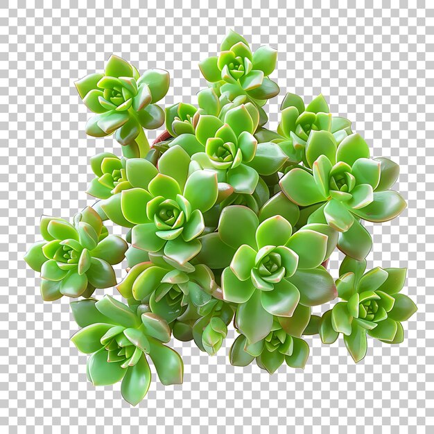 PSD sedum png avec fond transparent