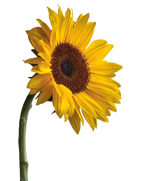 Seitliche Sicht auf eine Sonnenblume ohne Hintergrund