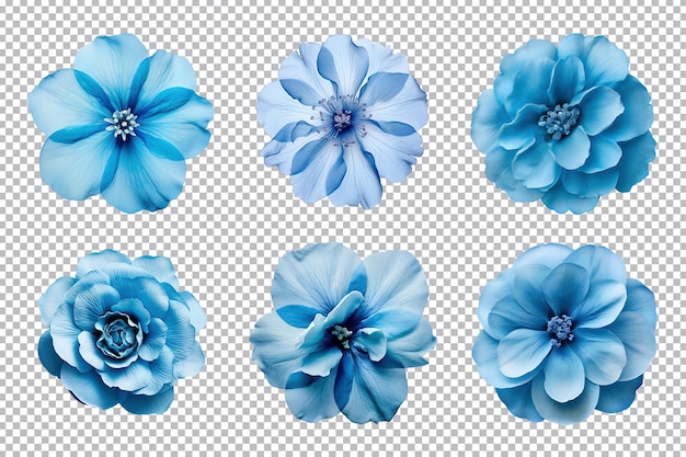 Seleção de várias flores azuis isoladas em fundo transparente