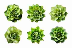 PSD seleção de várias flores verdes isoladas em um fundo transparente