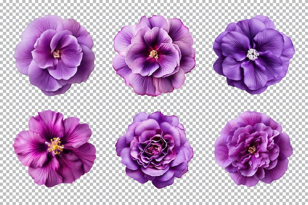 PSD sélection de diverses fleurs violettes isolées sur fond transparent