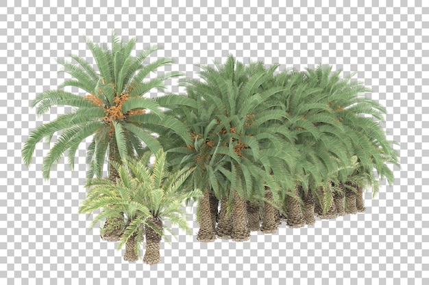 Selva tropical em fundo transparente. renderização em 3d - ilustração