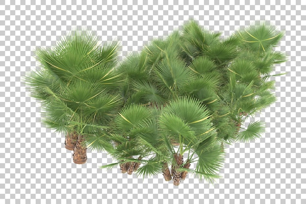 Selva tropical em fundo transparente. renderização em 3D - ilustração