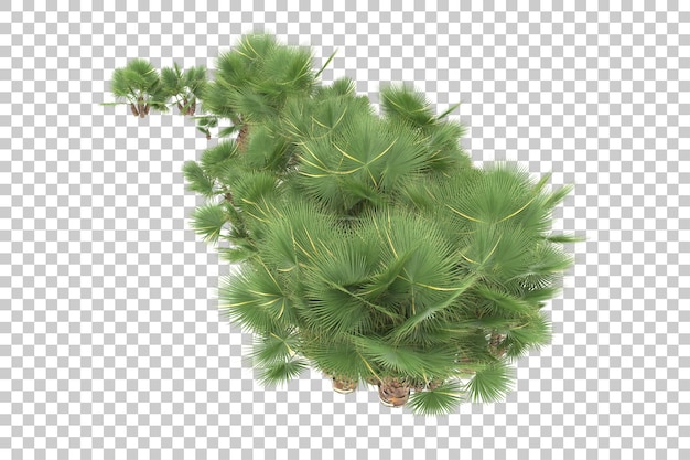 PSD selva tropical em fundo transparente. renderização em 3d - ilustração