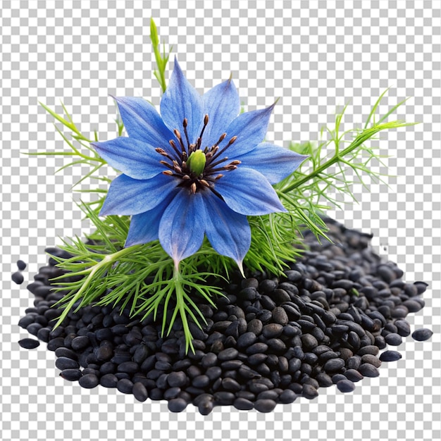 PSD sementes de cominho preto com flor de nigella sativa em fundo transparente