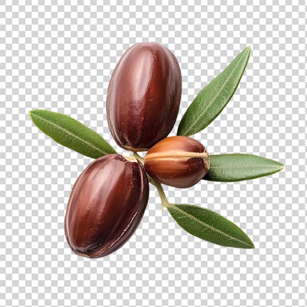 Sementes ou nozes de jojoba isoladas sobre um fundo transparente