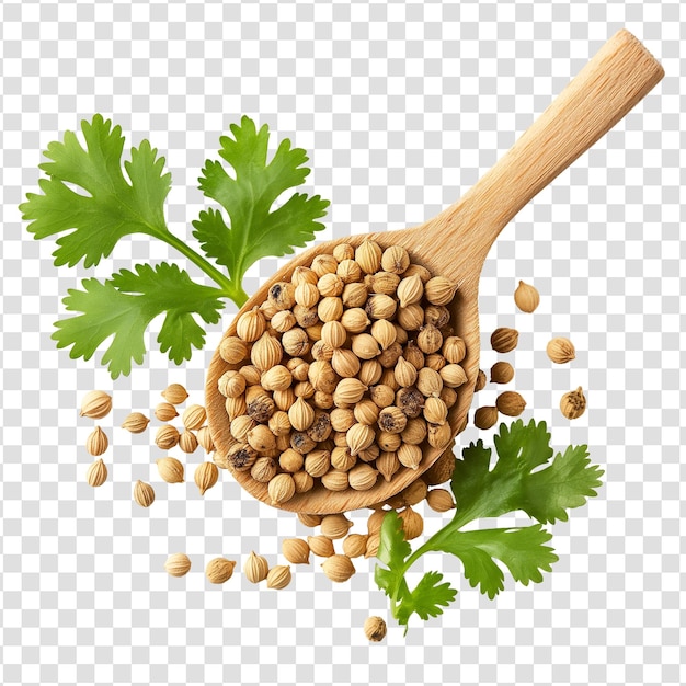 Semillas de cilantro sobre un fondo transparente