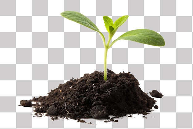 Des semis émergeant du sol, représentant la croissance et la nouvelle vie.