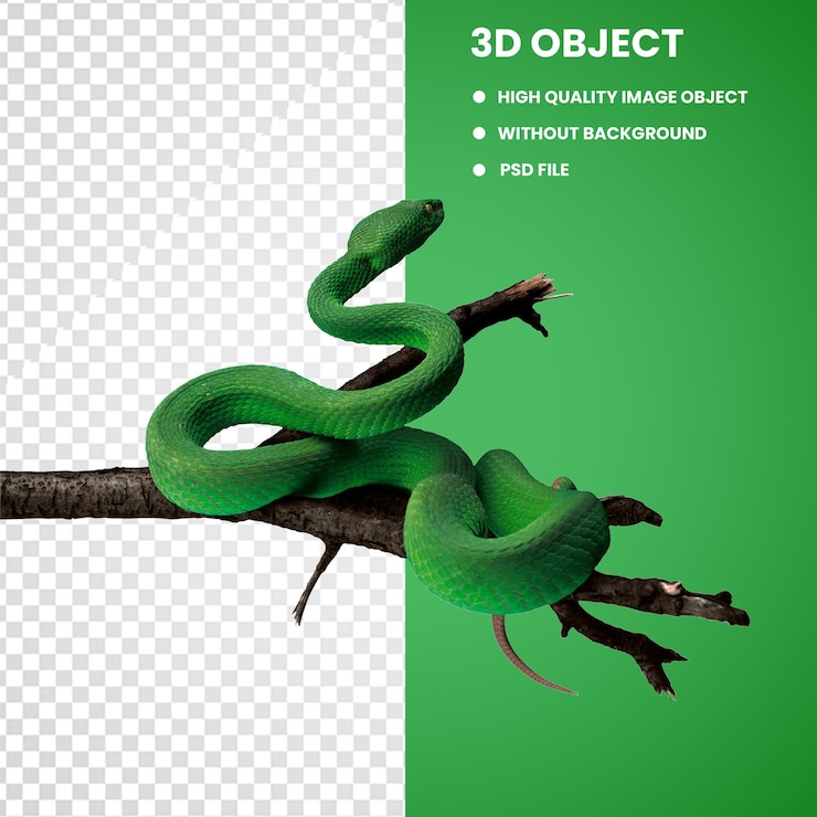 PSD serpente volante in primo piano serpente nero con un collo lungo boa chilabothrus spagnola