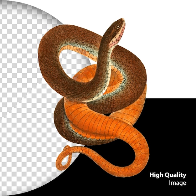 PSD serpiente psd aislada sobre un fondo transparente