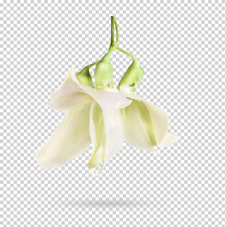 PSD sesbania grandiflora fresca aislada psd premium