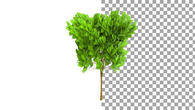 Sessile quercia senza ombra 3d render