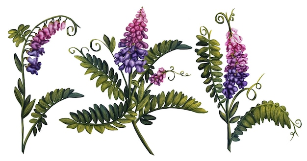Set de 3 branches colorées de luzerne en fleur Illustration à l'aquarelle de fleurs sauvages Étoile d'été