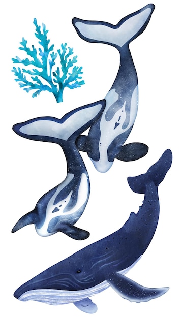 Set d'aquarelle de baleine isolée sur fond blanc Set d'Aquarelle dessiné avec une illustration colorée