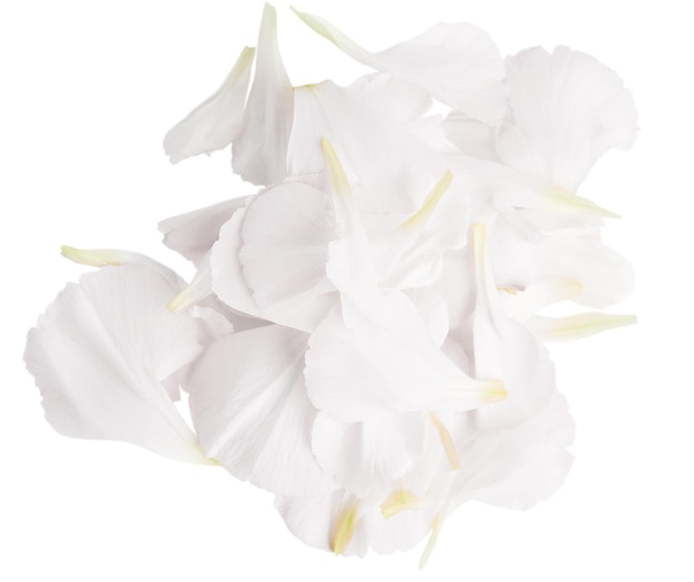 Set aus weißen Blütenblättern auf einem leeren Hintergrund.