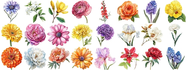 PSD set de flores de aquarela fundo isolado várias coleções florais bordas nítidas