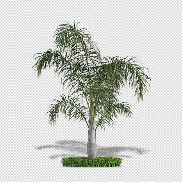 Set di composizioni di palme