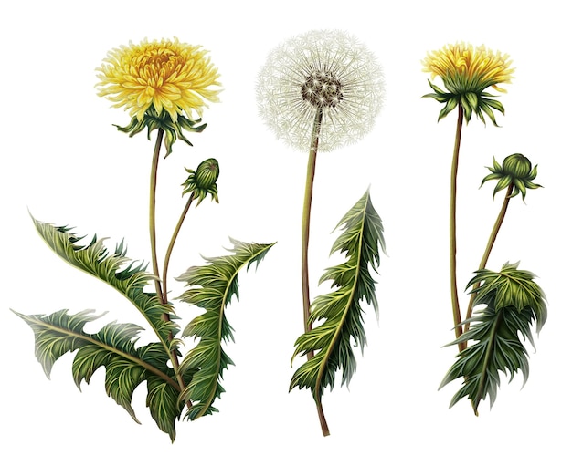 Set di illustrazioni di 3 dente di leone Stampa floreale di campo Decorazione con fiori selvatici Collezione