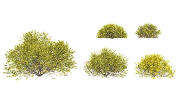 set di pianta di ginster Dorniger su sfondo trasparente rendering 3D