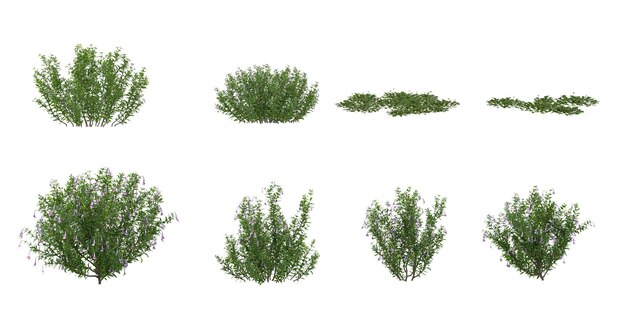 set di piante da fiore MarchantiaLysionotus su sfondo trasparente