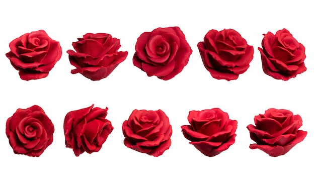 Set di rose rosse vettore isolato su sfondo chiaro