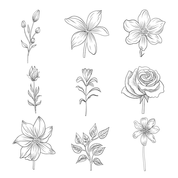 PSD set d'éléments décoratifs floraux dessinés à la main