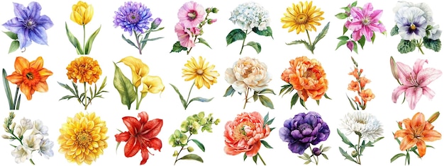 PSD set de fleurs à l'aquarelle à fond isolé diverses collections de fleurs aux bords tranchants