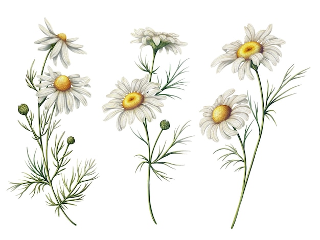 Set d'illustrations de 3 branches de camomille en fleurs dans le style d'aquarelle Fleurs sauvages blanches