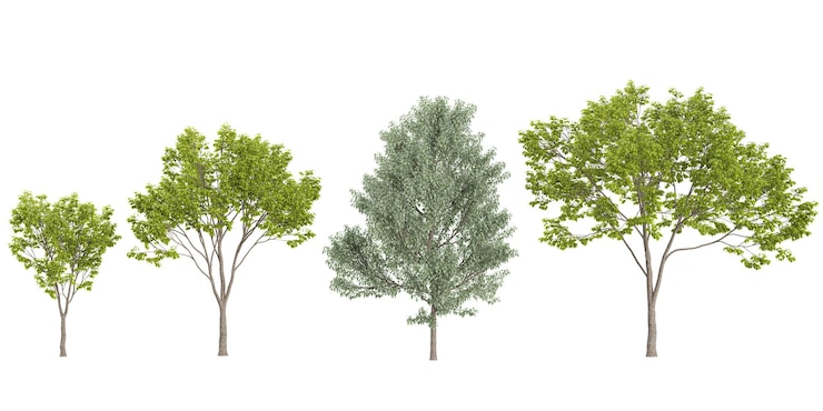 PSD set of acer trees on transparent background