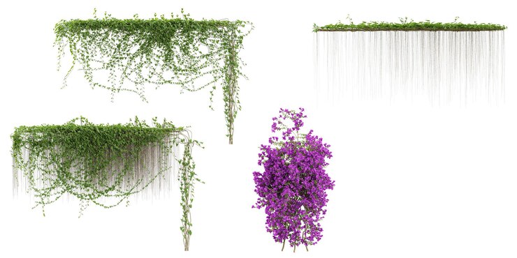 PSD set of bougainvilleacissus creeper plants isolated on transparent background from the top view