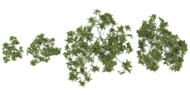 set of corymbia trees on transparent background from the top view