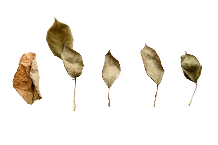 PSD set of dry autumn leaves on transparent background for insertion