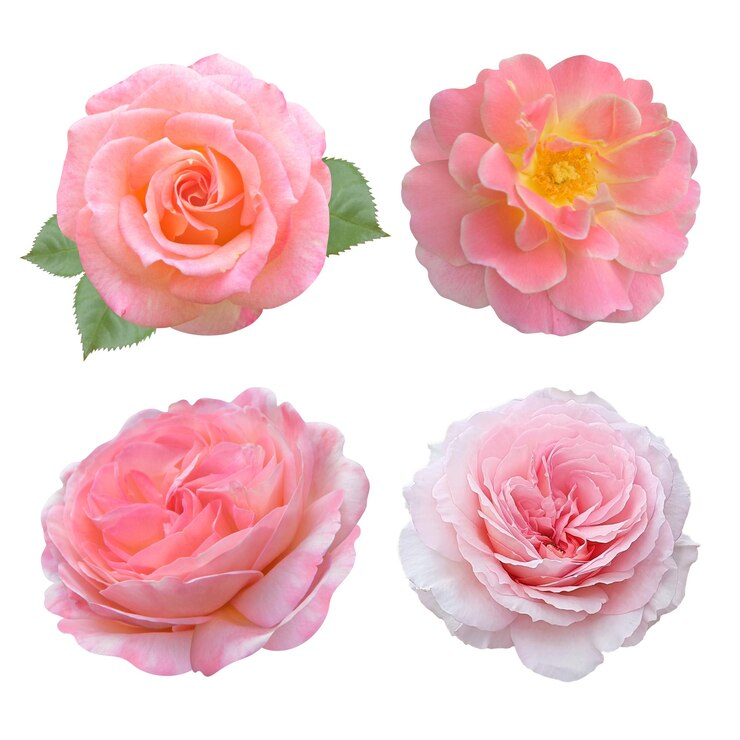 set of pink roses transparent background on psd file